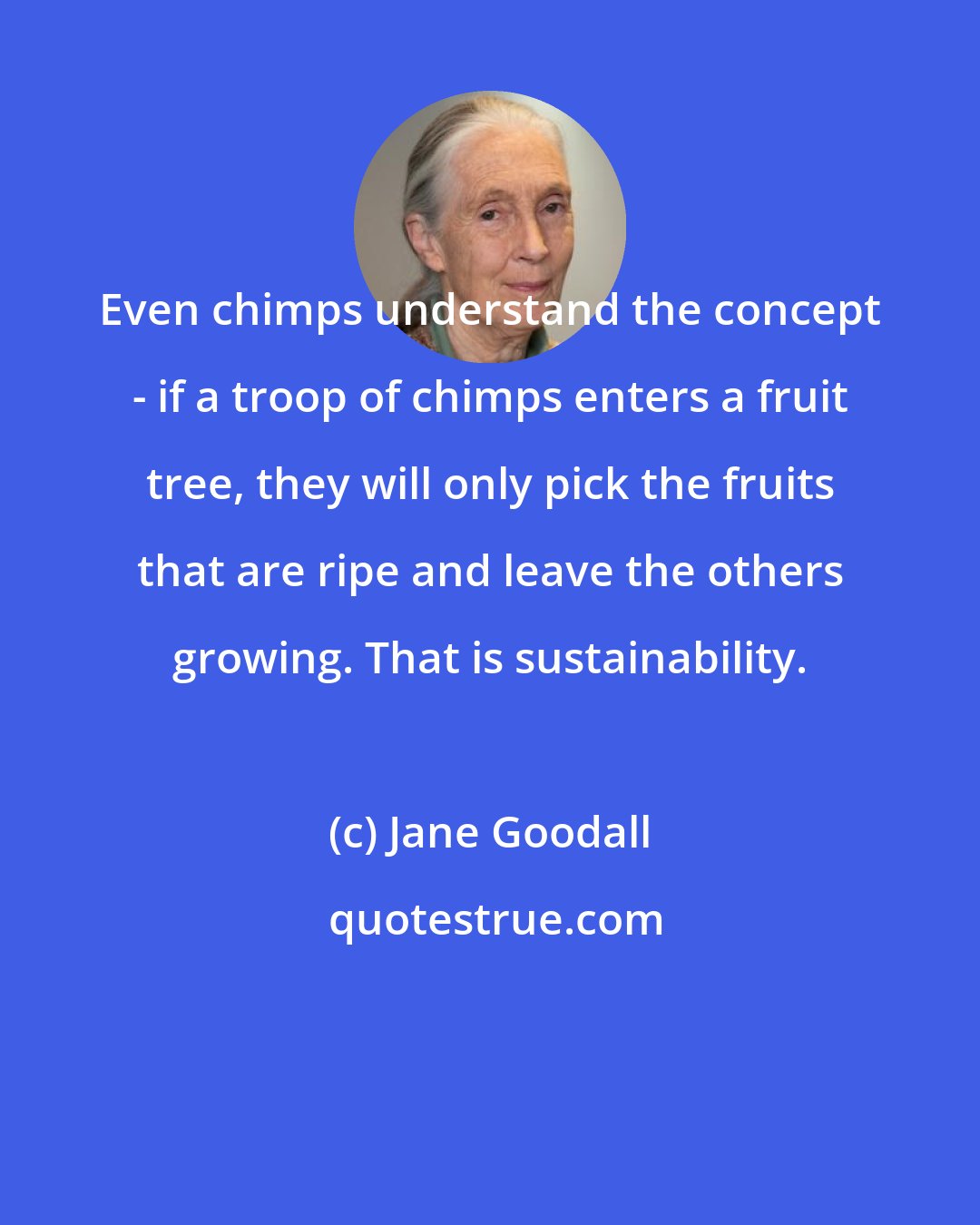 Jane Goodall: Even chimps understand the concept - if a troop of chimps enters a fruit tree, they will only pick the fruits that are ripe and leave the others growing. That is sustainability.