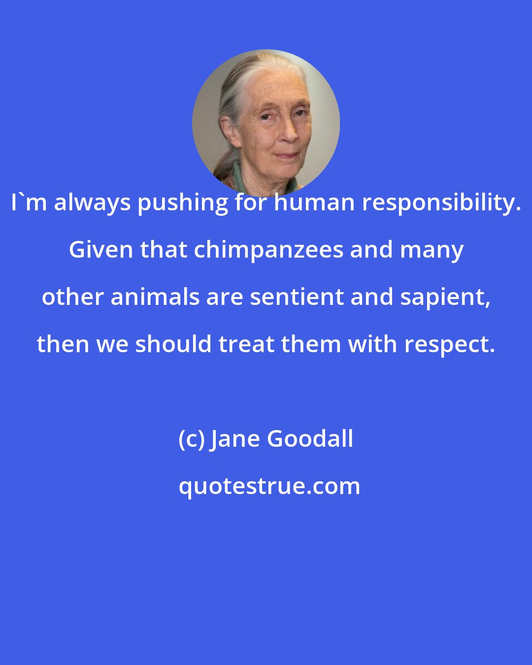 Jane Goodall: I'm always pushing for human responsibility. Given that chimpanzees and many other animals are sentient and sapient, then we should treat them with respect.