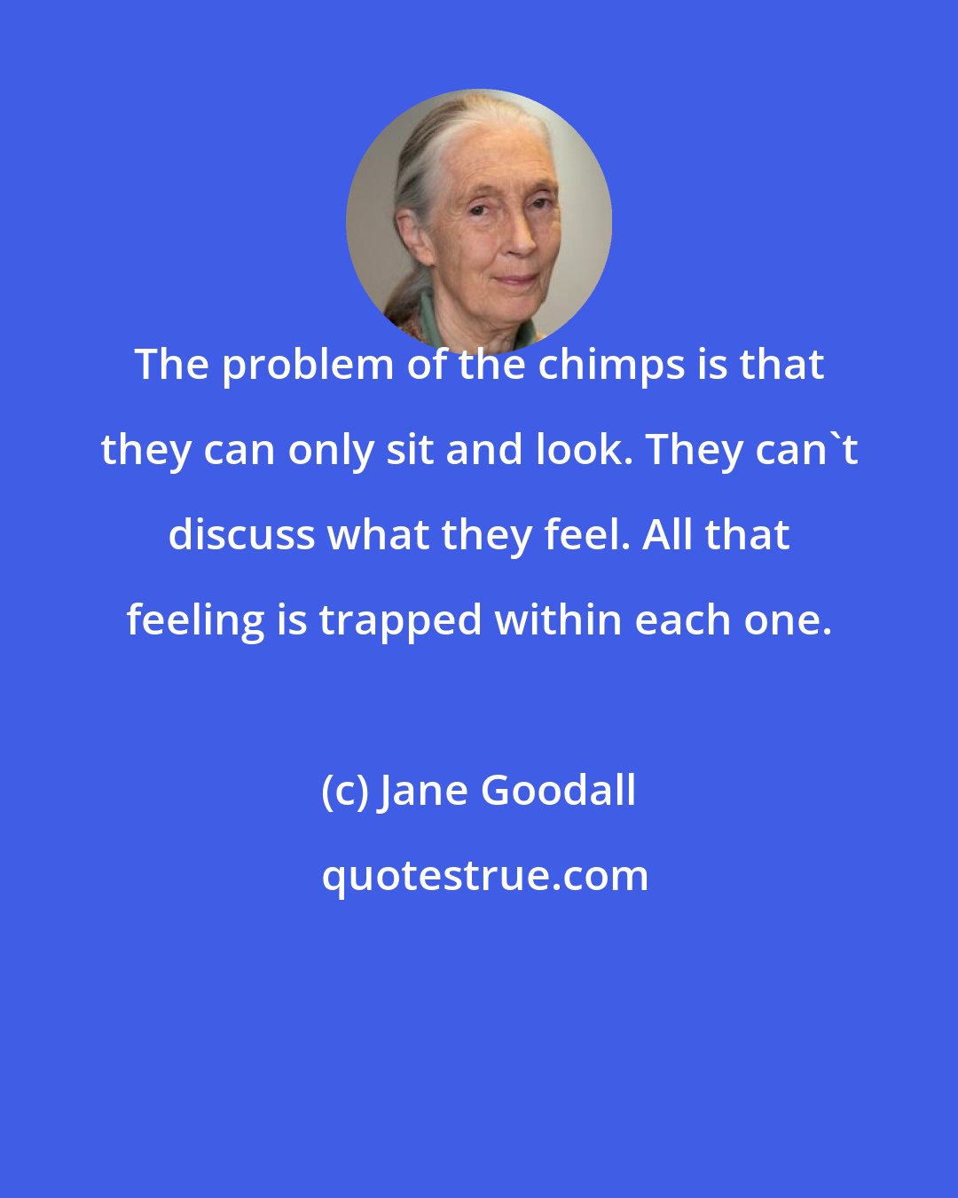 Jane Goodall: The problem of the chimps is that they can only sit and look. They can't discuss what they feel. All that feeling is trapped within each one.