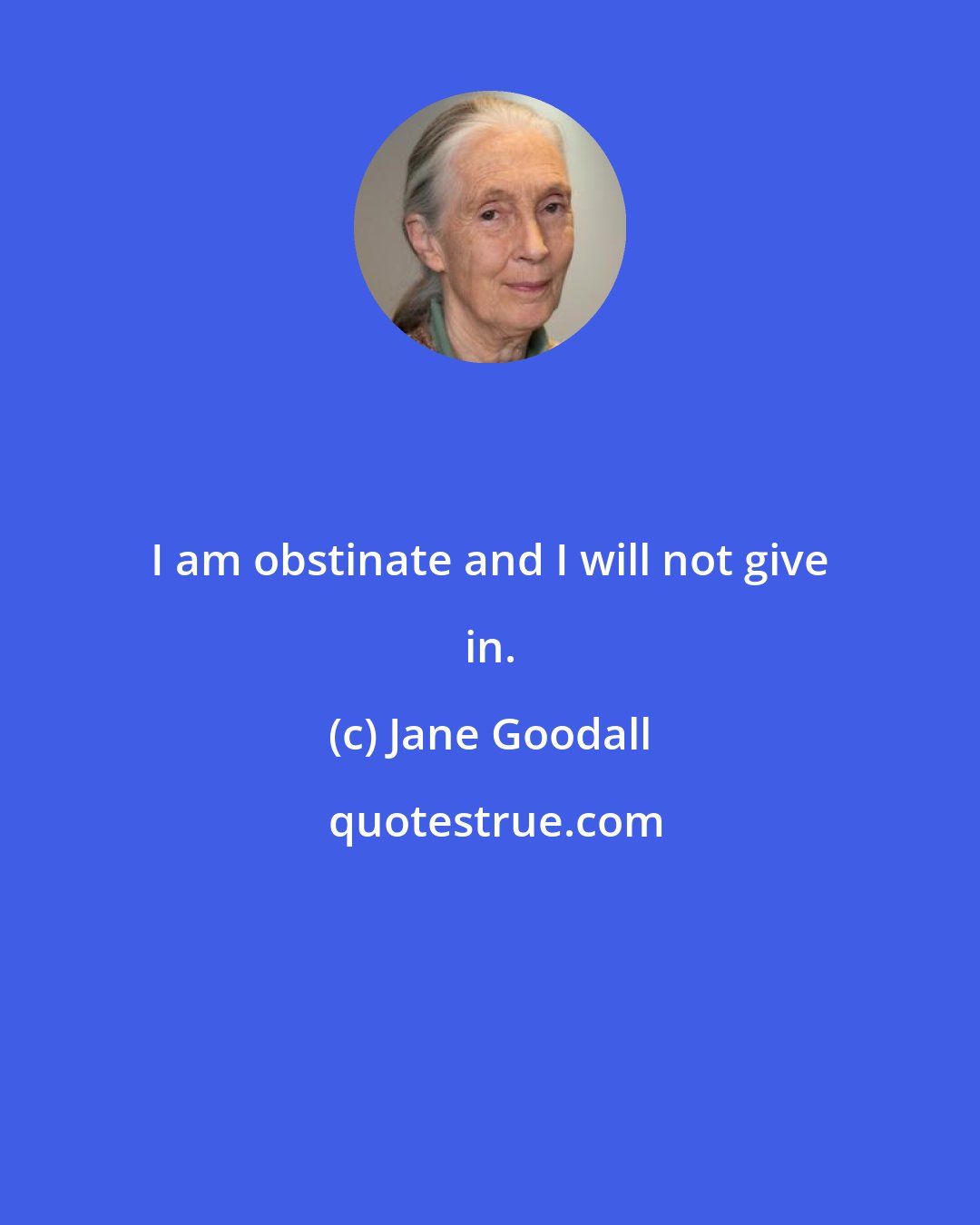 Jane Goodall: I am obstinate and I will not give in.