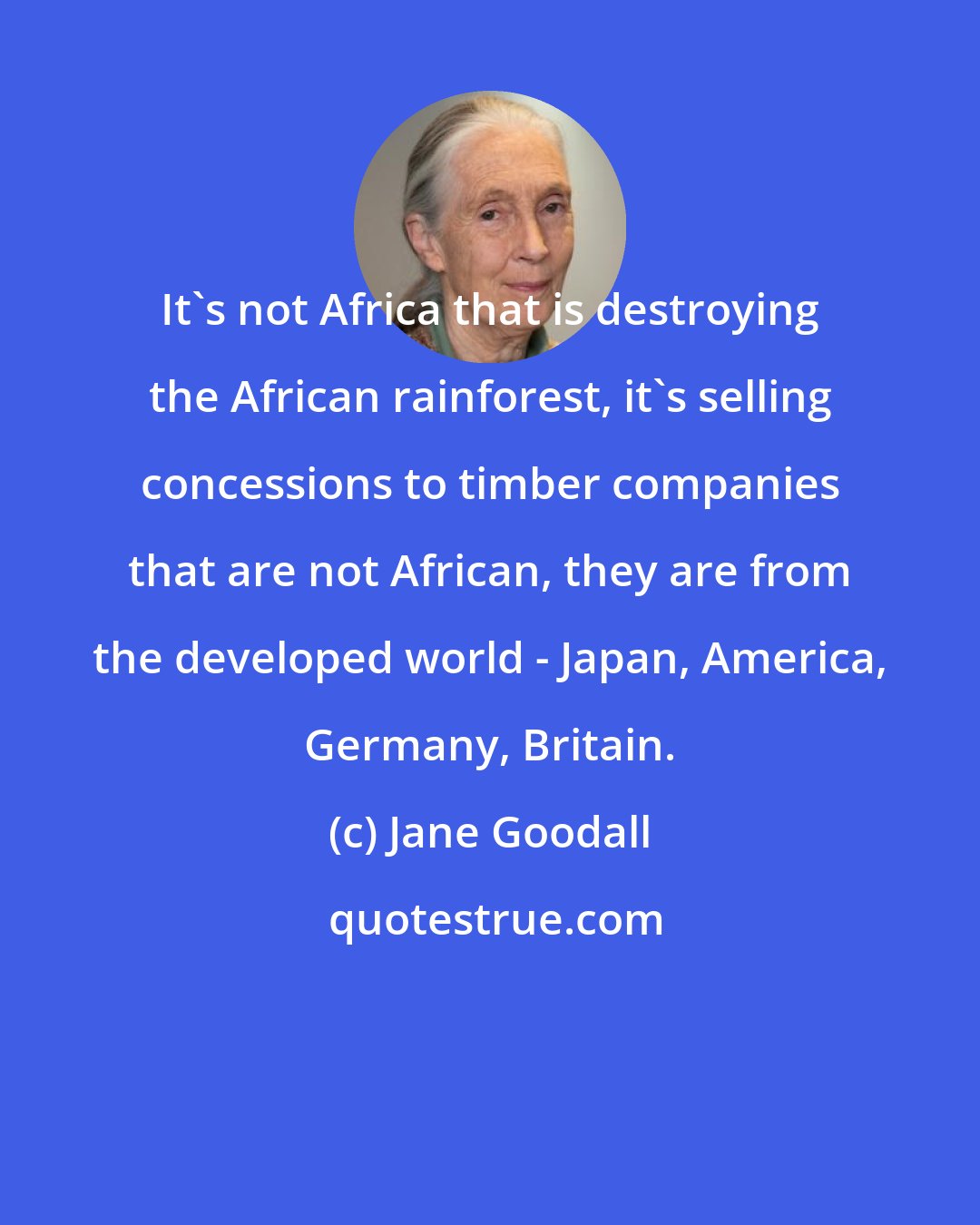 Jane Goodall: It's not Africa that is destroying the African rainforest, it's selling concessions to timber companies that are not African, they are from the developed world - Japan, America, Germany, Britain.