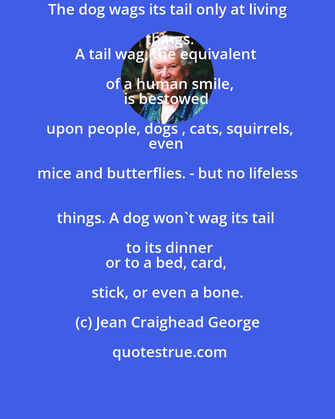 Jean Craighead George: The dog wags its tail only at living things.
A tail wag, the equivalent of a human smile,
is bestowed upon people, dogs , cats, squirrels,
even mice and butterflies. - but no lifeless 
things. A dog won't wag its tail to its dinner
or to a bed, card, stick, or even a bone.