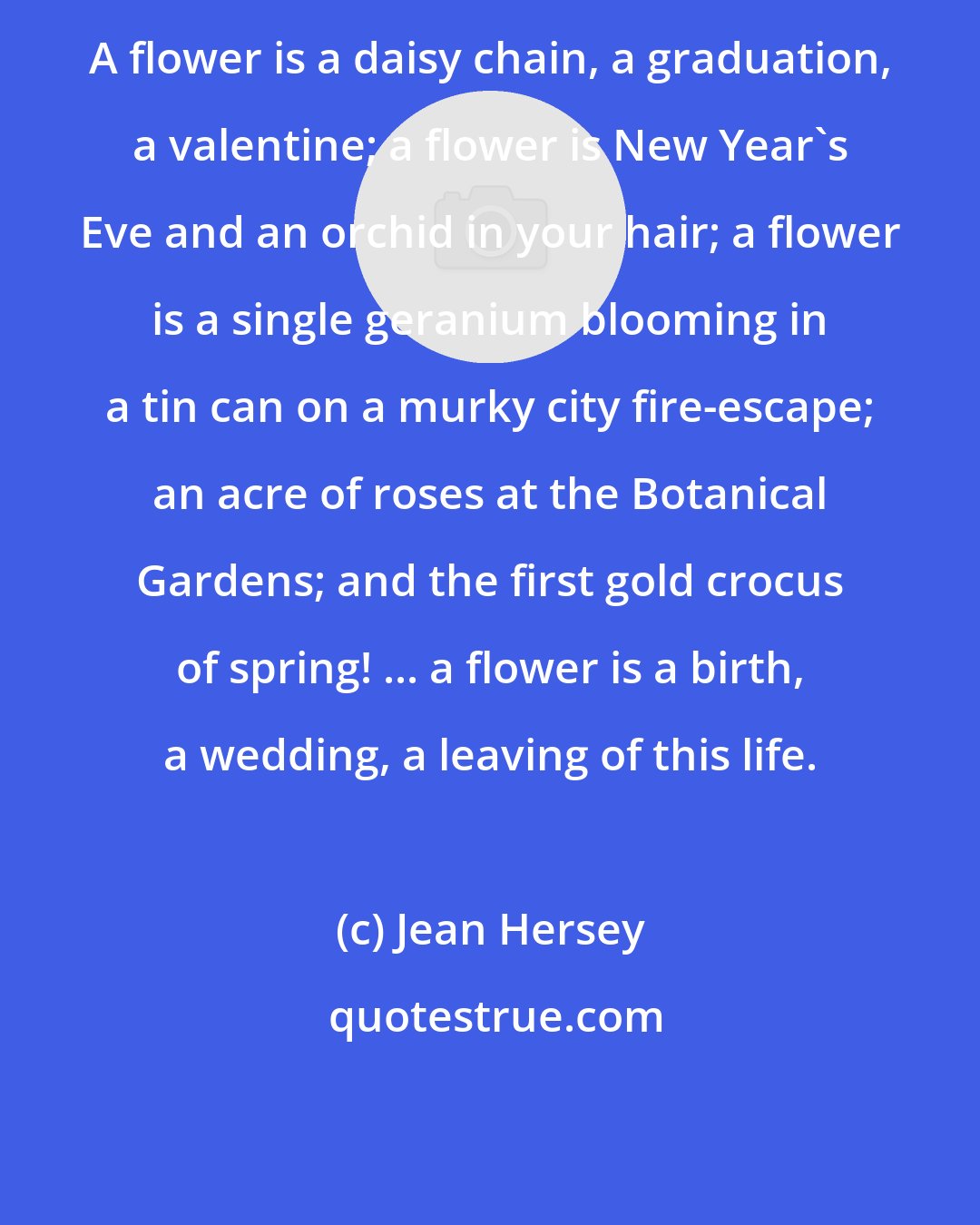 Jean Hersey: A flower is a daisy chain, a graduation, a valentine; a flower is New Year's Eve and an orchid in your hair; a flower is a single geranium blooming in a tin can on a murky city fire-escape; an acre of roses at the Botanical Gardens; and the first gold crocus of spring! ... a flower is a birth, a wedding, a leaving of this life.