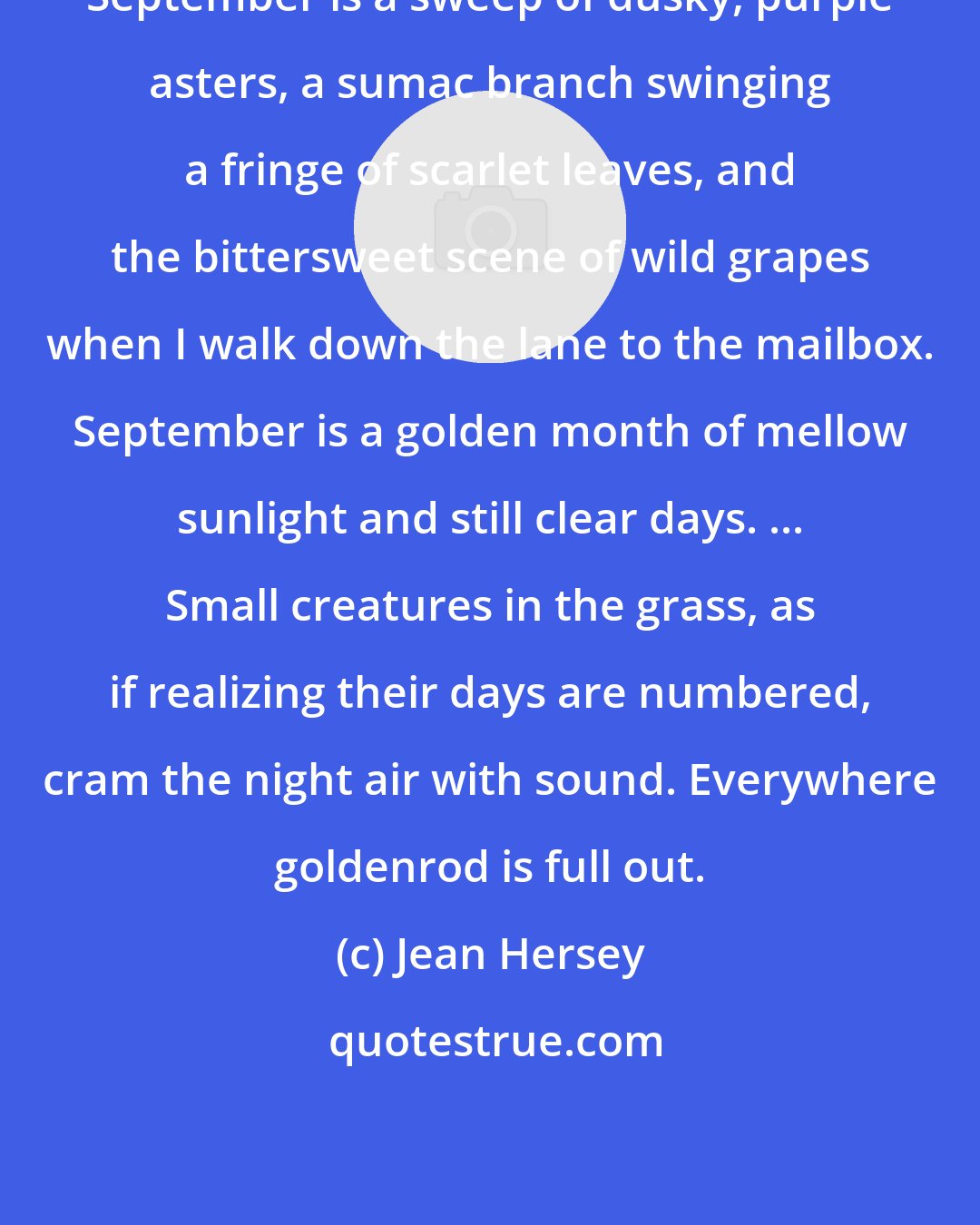 Jean Hersey: September is a sweep of dusky, purple asters, a sumac branch swinging a fringe of scarlet leaves, and the bittersweet scene of wild grapes when I walk down the lane to the mailbox. September is a golden month of mellow sunlight and still clear days. ... Small creatures in the grass, as if realizing their days are numbered, cram the night air with sound. Everywhere goldenrod is full out.