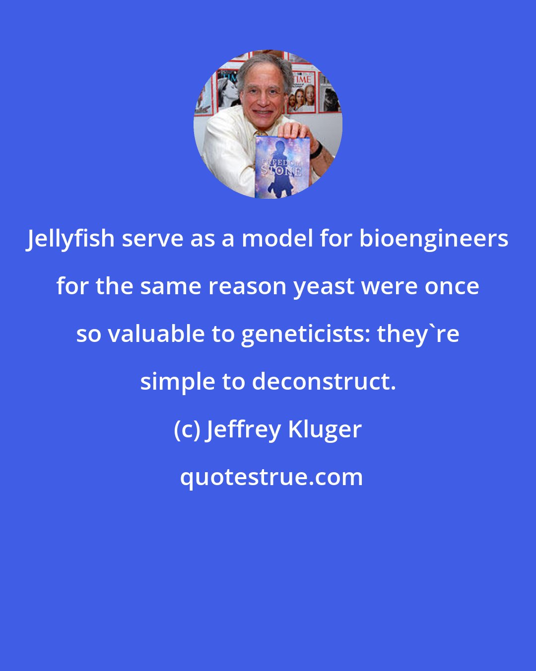 Jeffrey Kluger: Jellyfish serve as a model for bioengineers for the same reason yeast were once so valuable to geneticists: they're simple to deconstruct.