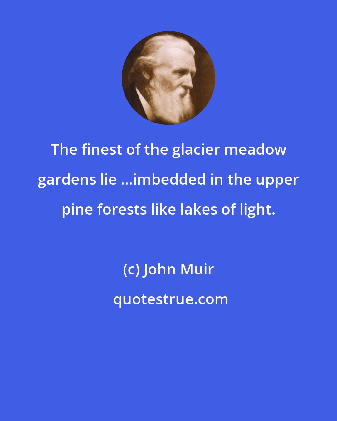 John Muir: The finest of the glacier meadow gardens lie ...imbedded in the upper pine forests like lakes of light.