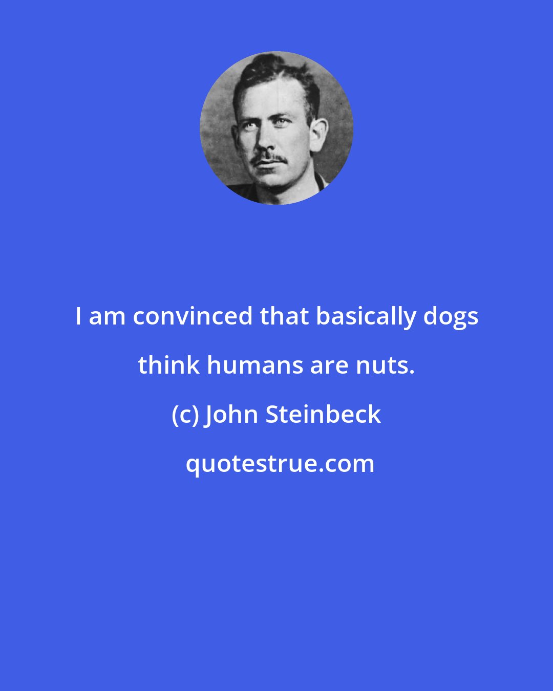John Steinbeck: I am convinced that basically dogs think humans are nuts.