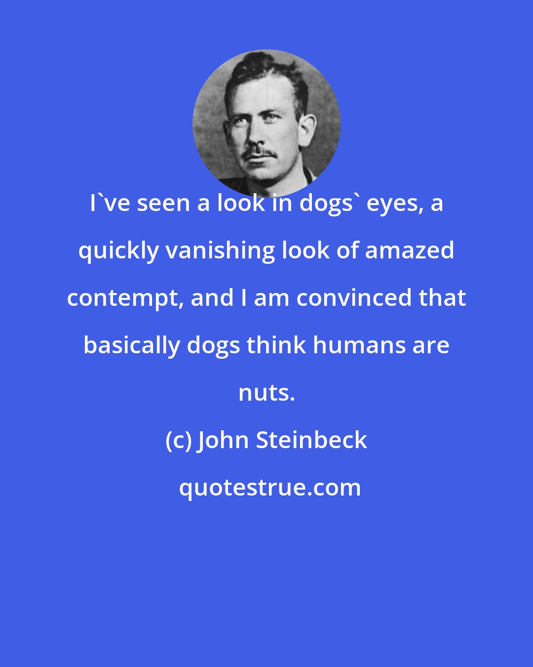 John Steinbeck: I've seen a look in dogs' eyes, a quickly vanishing look of amazed contempt, and I am convinced that basically dogs think humans are nuts.