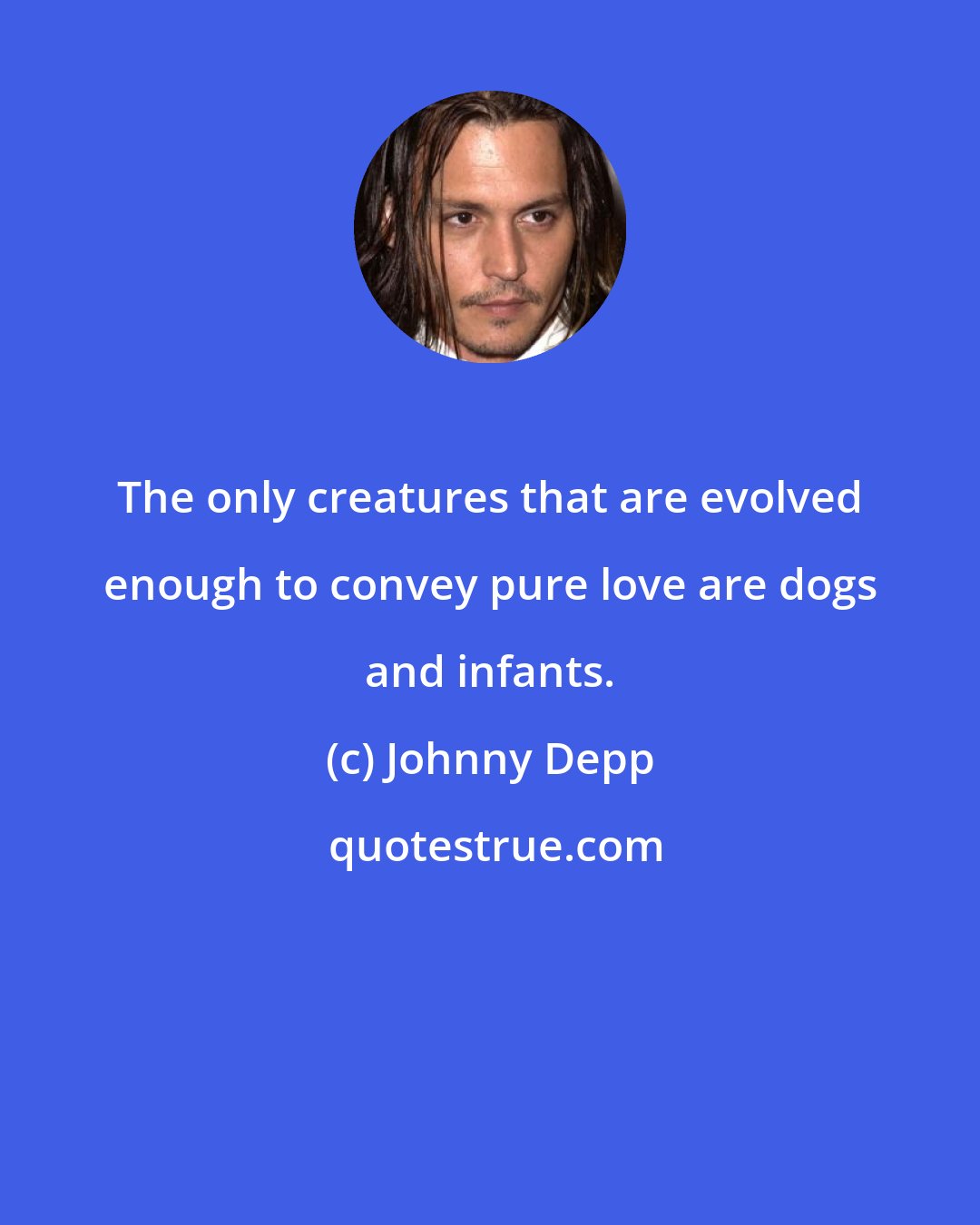Johnny Depp: The only creatures that are evolved enough to convey pure love are dogs and infants.