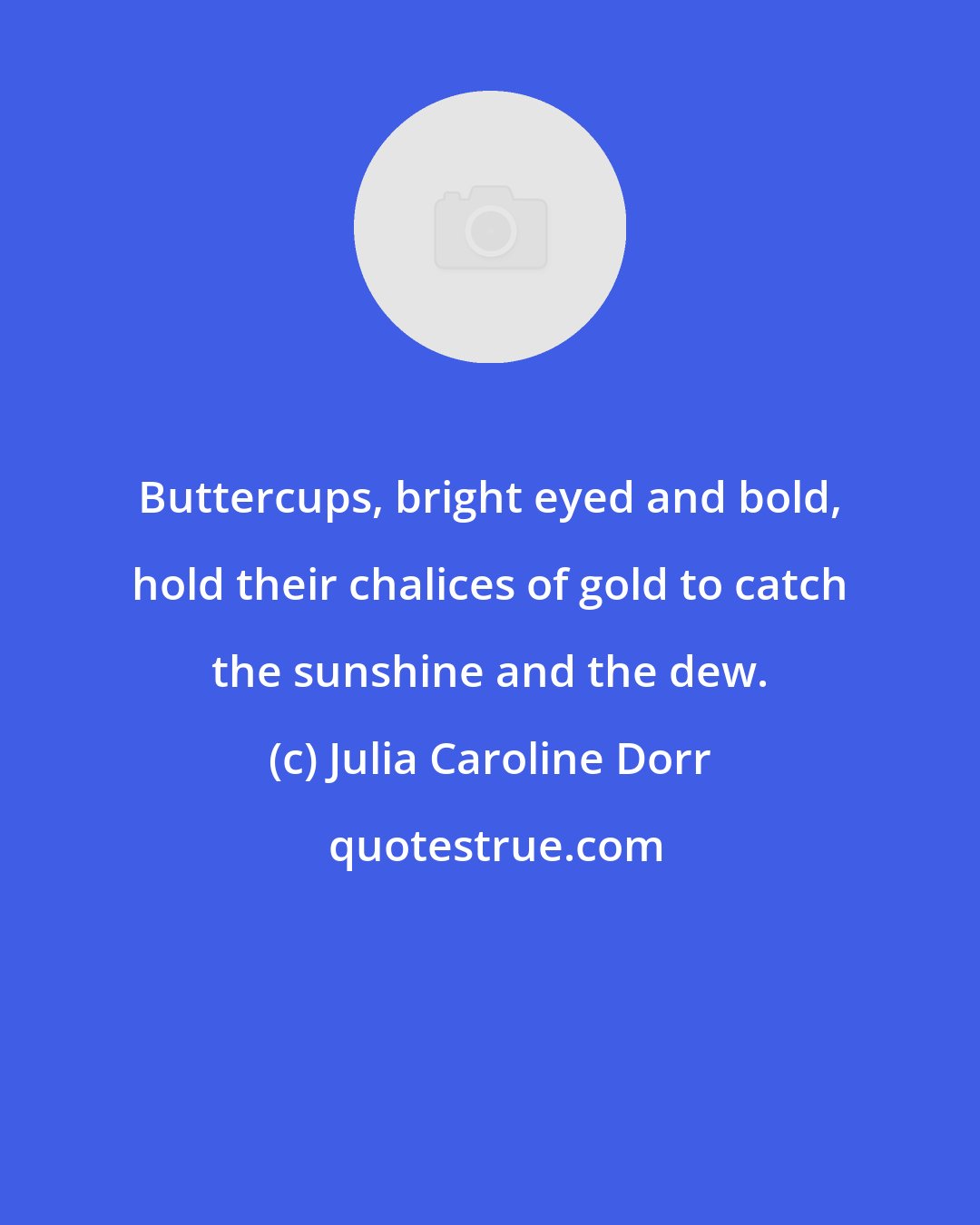 Julia Caroline Dorr: Buttercups, bright eyed and bold, hold their chalices of gold to catch the sunshine and the dew.