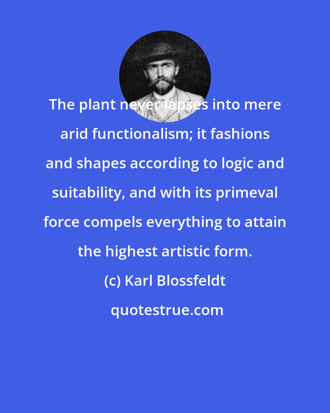 Karl Blossfeldt: The plant never lapses into mere arid functionalism; it fashions and shapes according to logic and suitability, and with its primeval force compels everything to attain the highest artistic form.