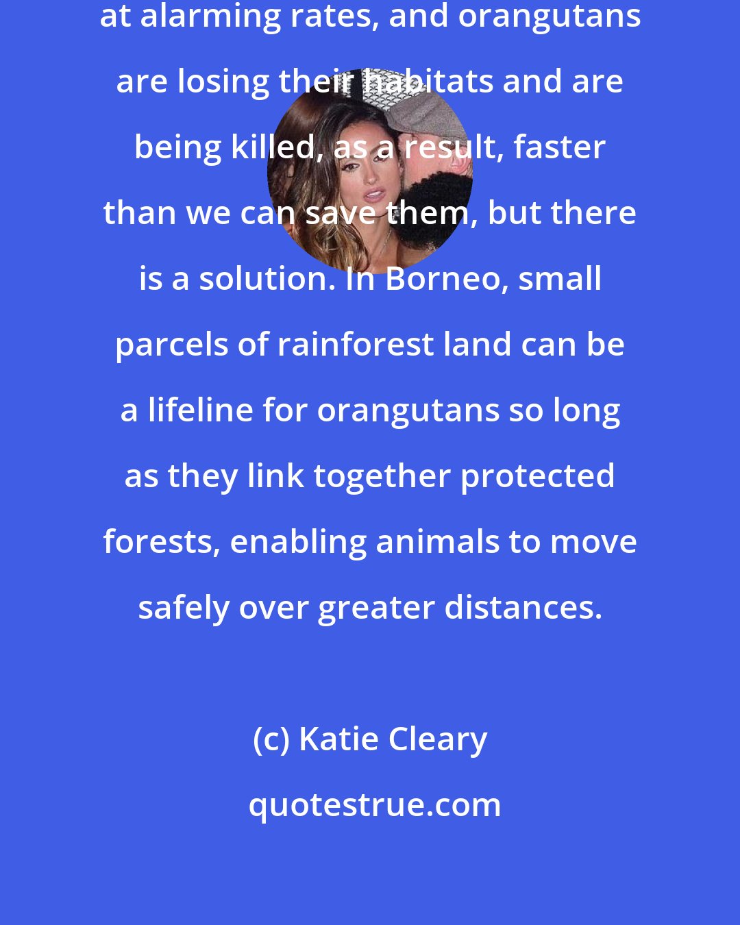 Katie Cleary: The rainforest is being cut down at alarming rates, and orangutans are losing their habitats and are being killed, as a result, faster than we can save them, but there is a solution. In Borneo, small parcels of rainforest land can be a lifeline for orangutans so long as they link together protected forests, enabling animals to move safely over greater distances.