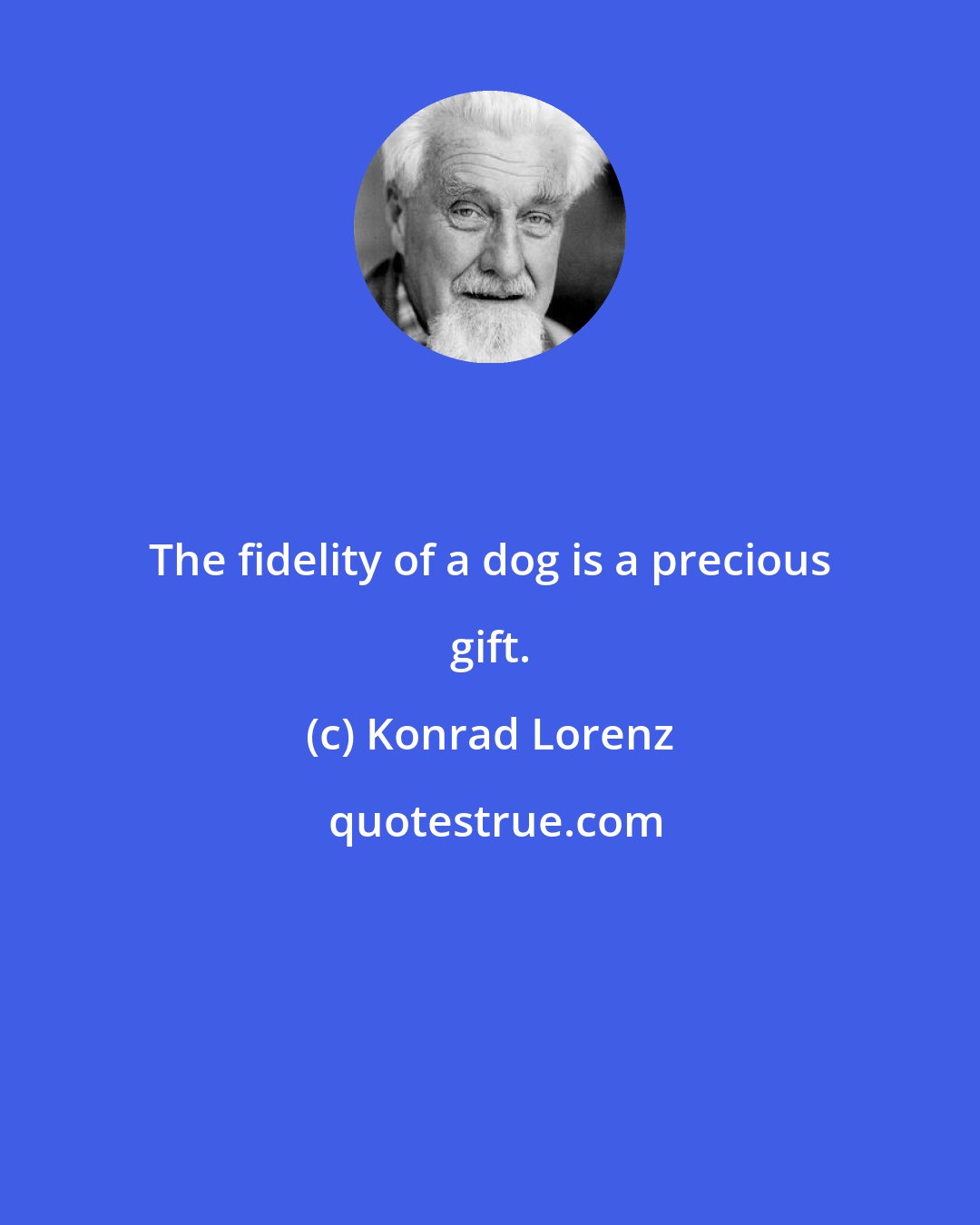 Konrad Lorenz: The fidelity of a dog is a precious gift.