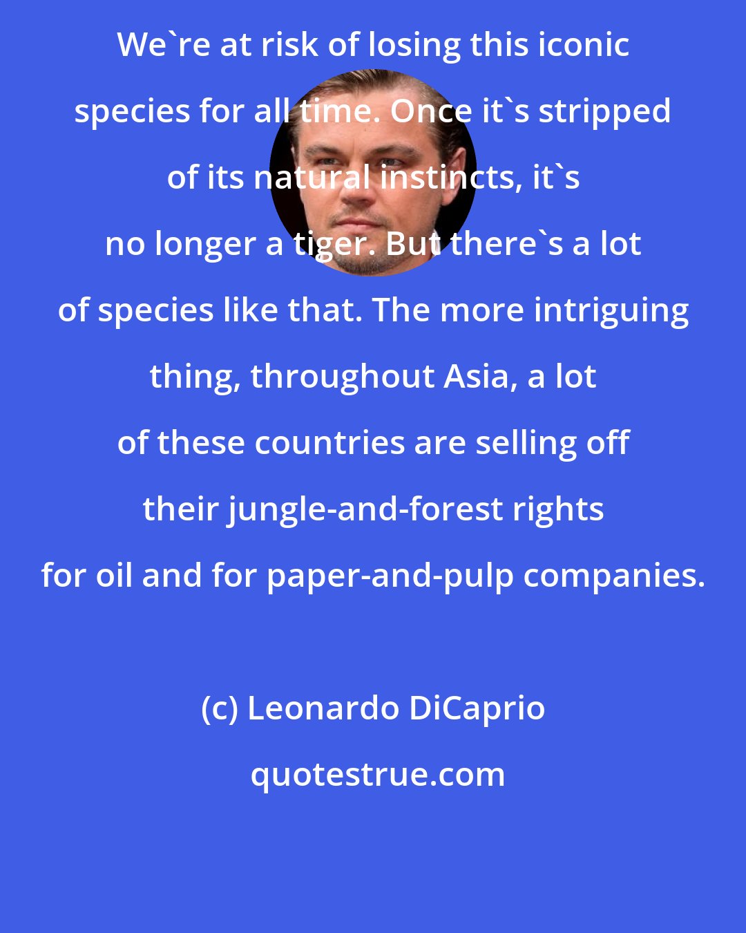 Leonardo DiCaprio: We're at risk of losing this iconic species for all time. Once it's stripped of its natural instincts, it's no longer a tiger. But there's a lot of species like that. The more intriguing thing, throughout Asia, a lot of these countries are selling off their jungle-and-forest rights for oil and for paper-and-pulp companies.