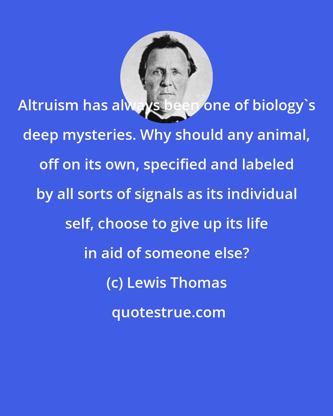 Lewis Thomas: Altruism has always been one of biology's deep mysteries. Why should any animal, off on its own, specified and labeled by all sorts of signals as its individual self, choose to give up its life in aid of someone else?