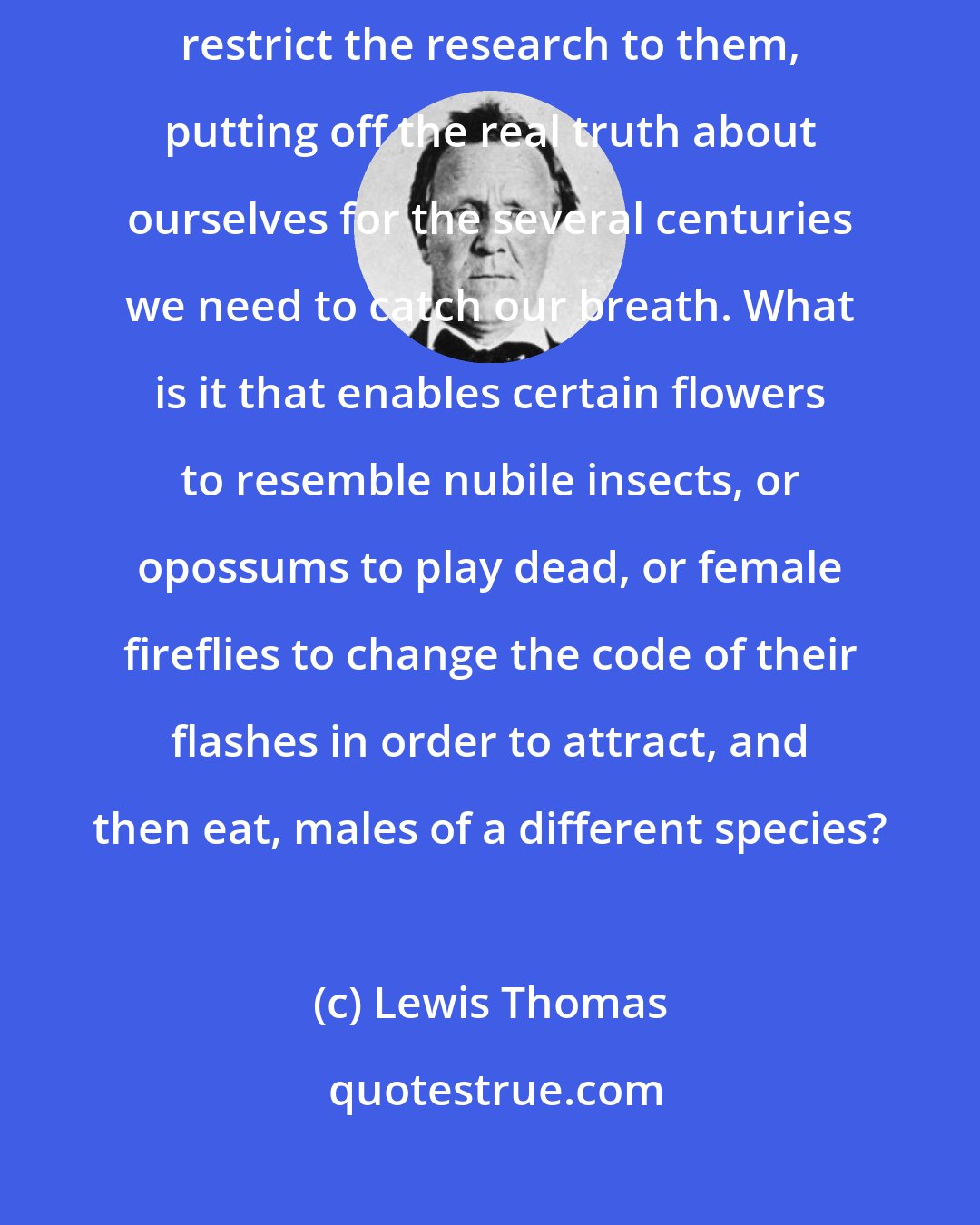 Lewis Thomas: Animals, even plants, lie to each other all the time, and we could restrict the research to them, putting off the real truth about ourselves for the several centuries we need to catch our breath. What is it that enables certain flowers to resemble nubile insects, or opossums to play dead, or female fireflies to change the code of their flashes in order to attract, and then eat, males of a different species?