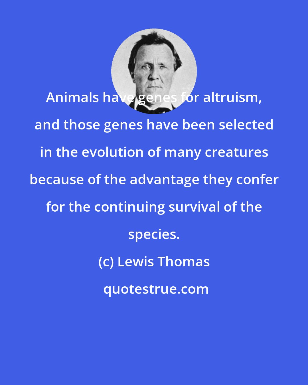 Lewis Thomas: Animals have genes for altruism, and those genes have been selected in the evolution of many creatures because of the advantage they confer for the continuing survival of the species.