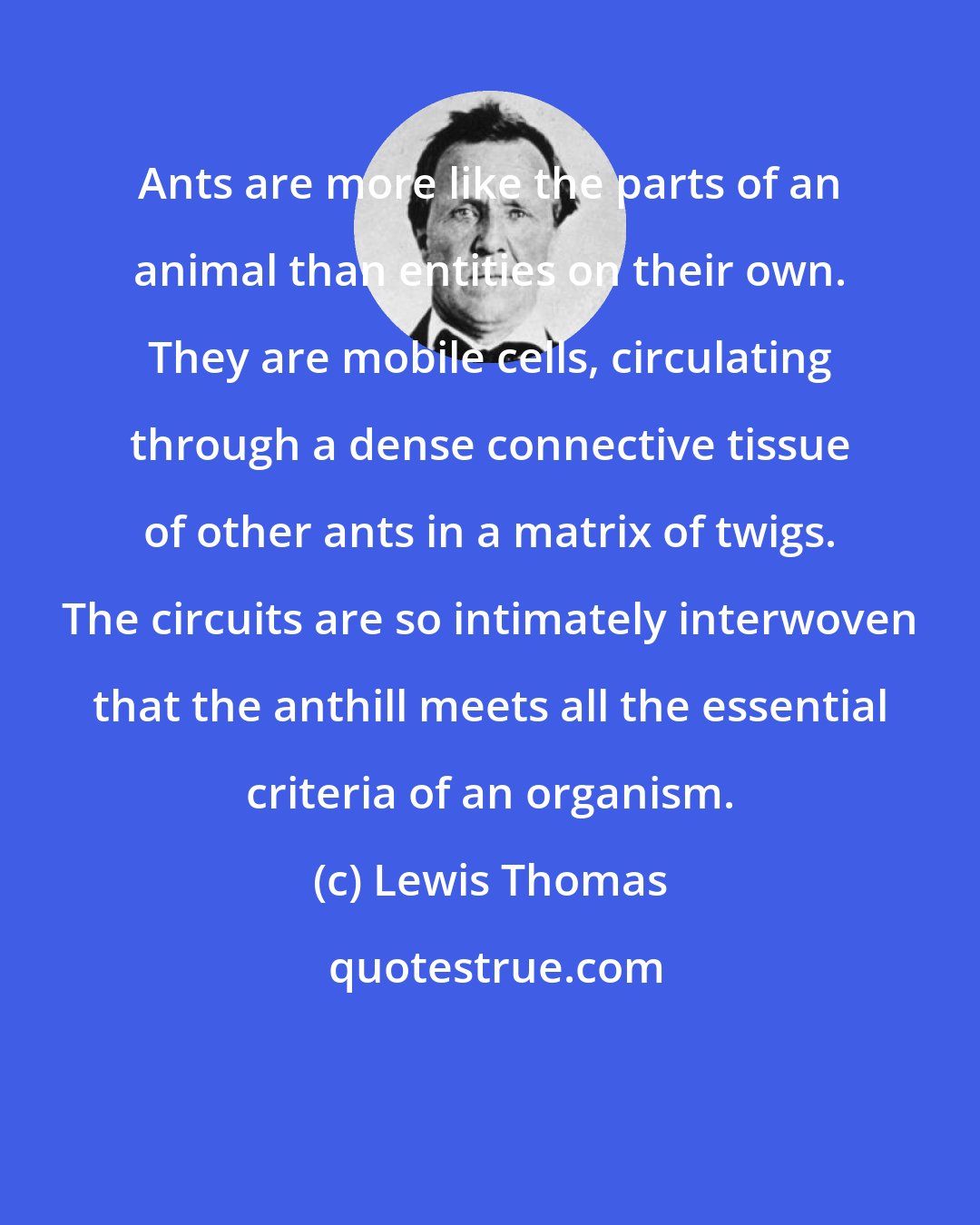 Lewis Thomas: Ants are more like the parts of an animal than entities on their own. They are mobile cells, circulating through a dense connective tissue of other ants in a matrix of twigs. The circuits are so intimately interwoven that the anthill meets all the essential criteria of an organism.