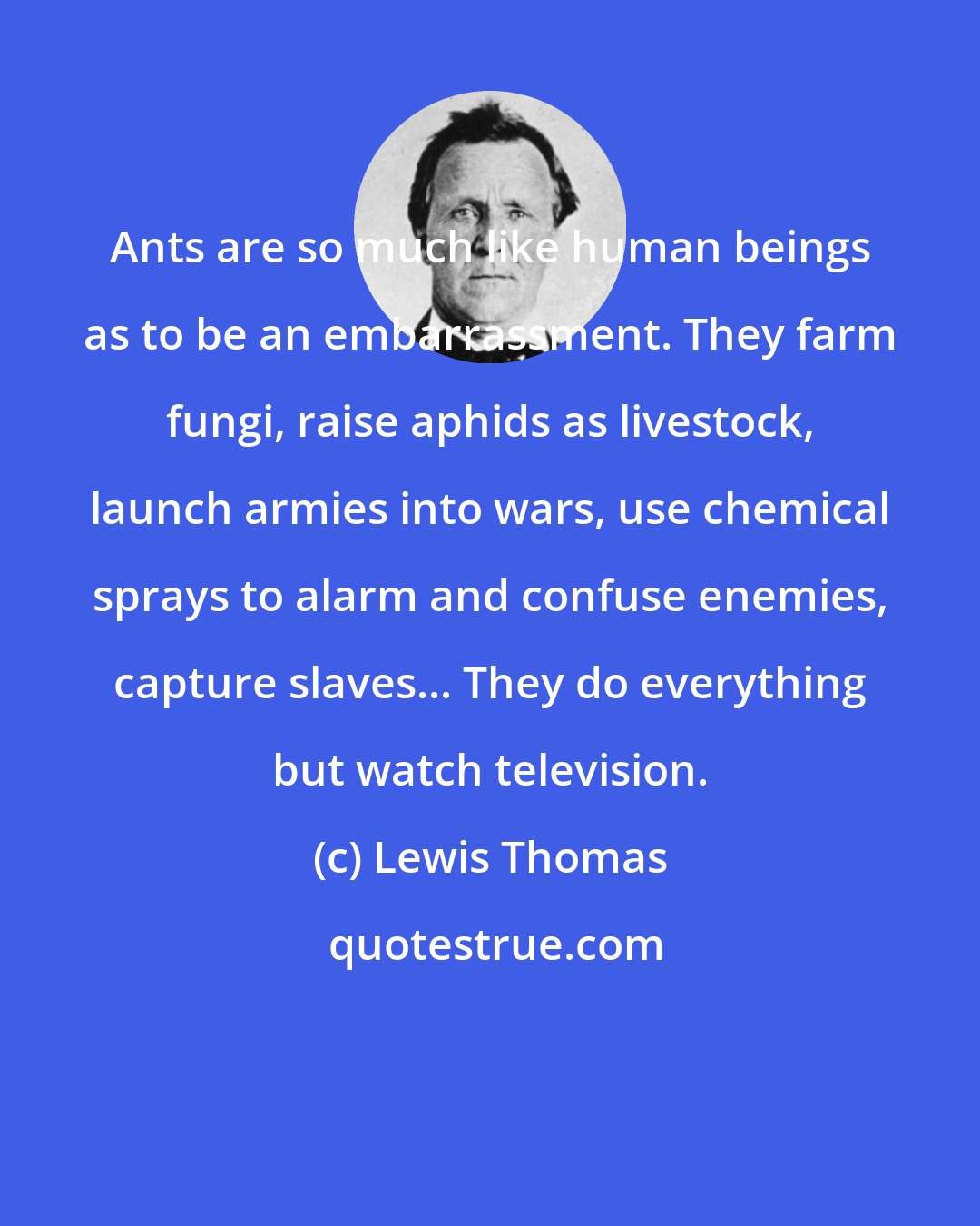 Lewis Thomas: Ants are so much like human beings as to be an embarrassment. They farm fungi, raise aphids as livestock, launch armies into wars, use chemical sprays to alarm and confuse enemies, capture slaves... They do everything but watch television.