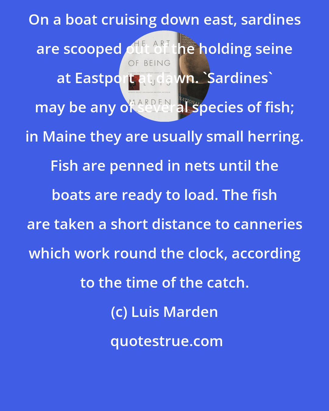 Luis Marden: On a boat cruising down east, sardines are scooped out of the holding seine at Eastport at dawn. 'Sardines' may be any of several species of fish; in Maine they are usually small herring. Fish are penned in nets until the boats are ready to load. The fish are taken a short distance to canneries which work round the clock, according to the time of the catch.