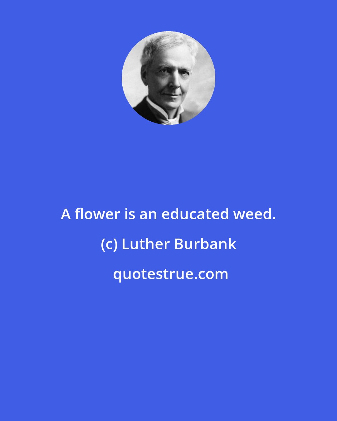 Luther Burbank: A flower is an educated weed.