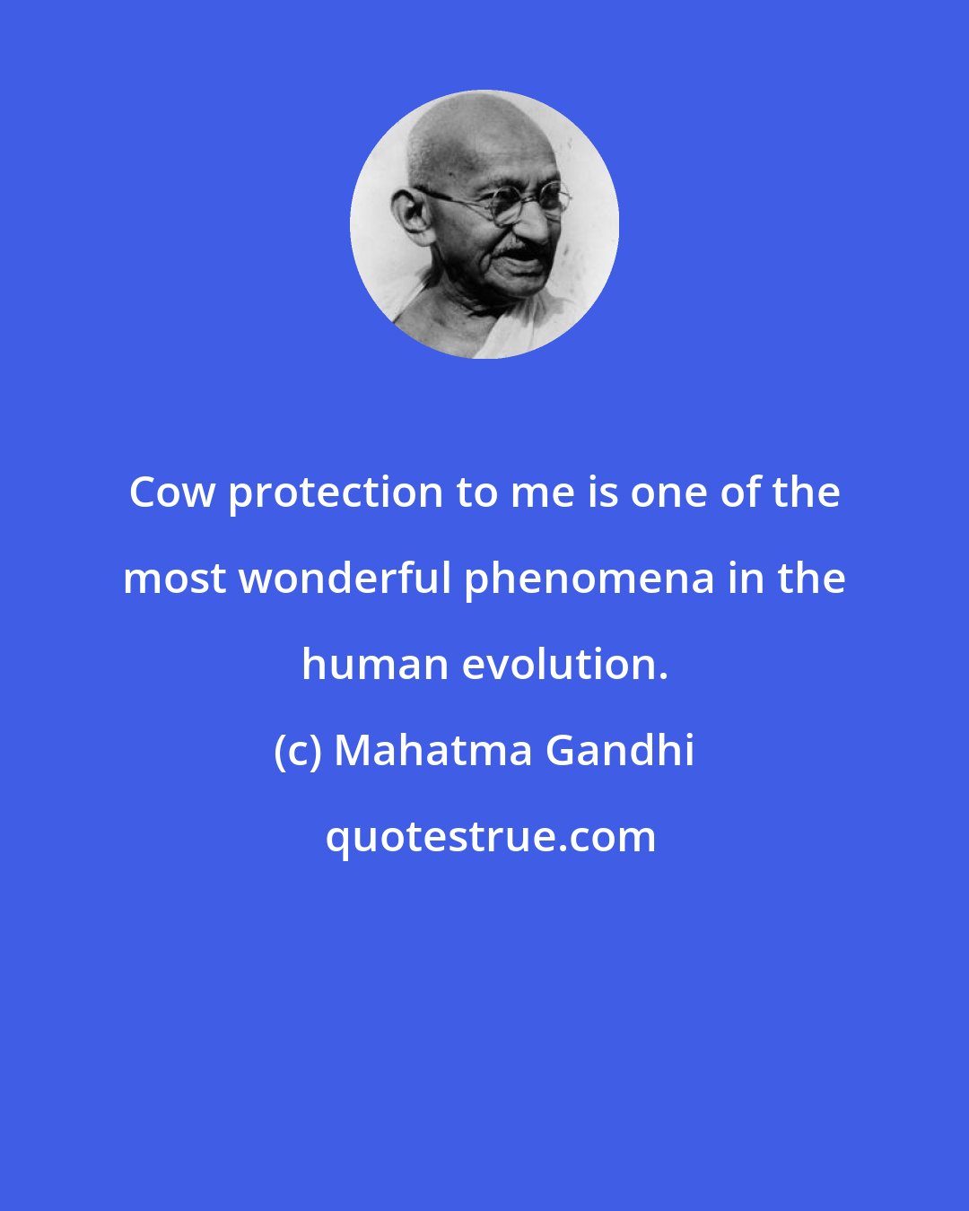 Mahatma Gandhi: Cow protection to me is one of the most wonderful phenomena in the human evolution.