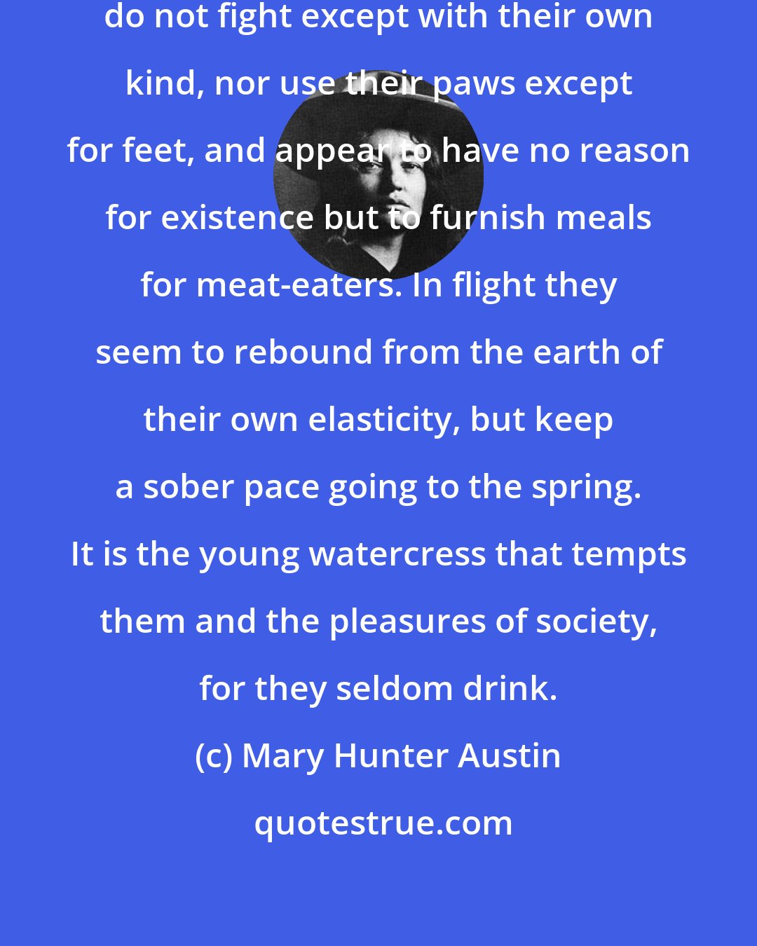 Mary Hunter Austin: Rabbits are a foolish people. They do not fight except with their own kind, nor use their paws except for feet, and appear to have no reason for existence but to furnish meals for meat-eaters. In flight they seem to rebound from the earth of their own elasticity, but keep a sober pace going to the spring. It is the young watercress that tempts them and the pleasures of society, for they seldom drink.